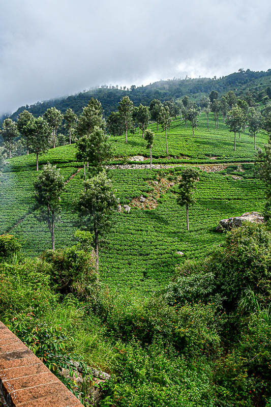 09 05 Hill-side tea plantation India-2- 2932