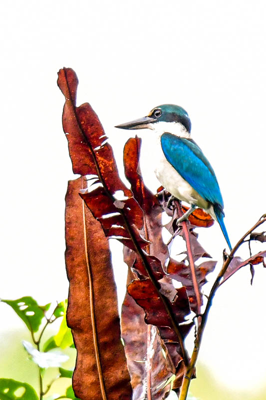 Abai - Abai Jungle Lodge