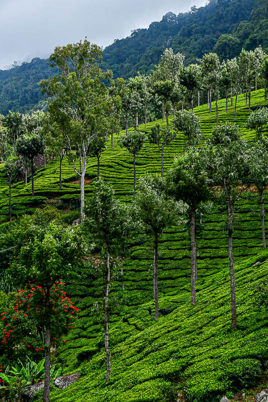 09 05 Tea planting India-2-2937