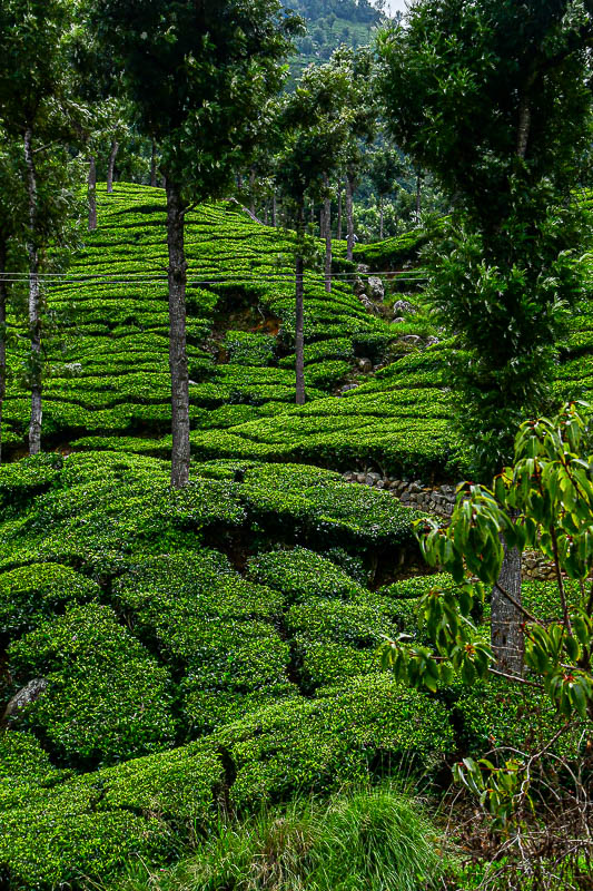 09 05 Tea planting India-2-2939