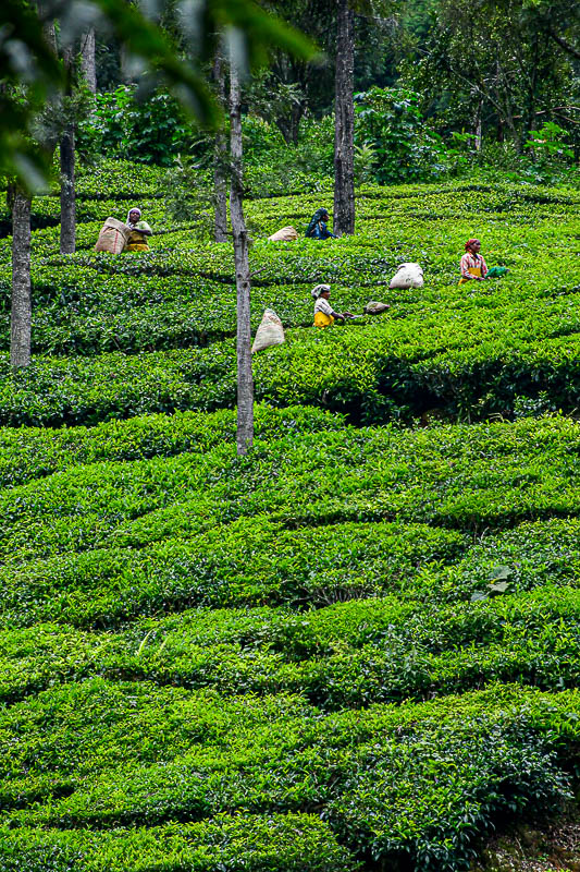 09 05 Picking tea leaves India-2-2958