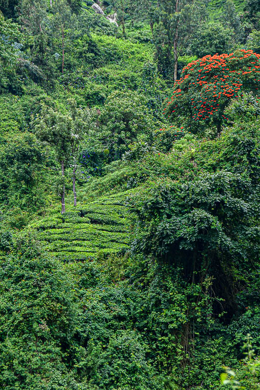 09 05 Tea plantation and jungle India-2-2971