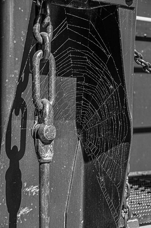 2025 05 24 Spider web 1607-2