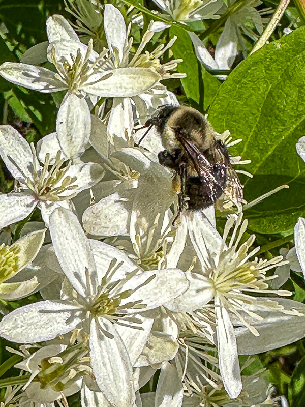 09 04 Bumble bee on Allium i0306