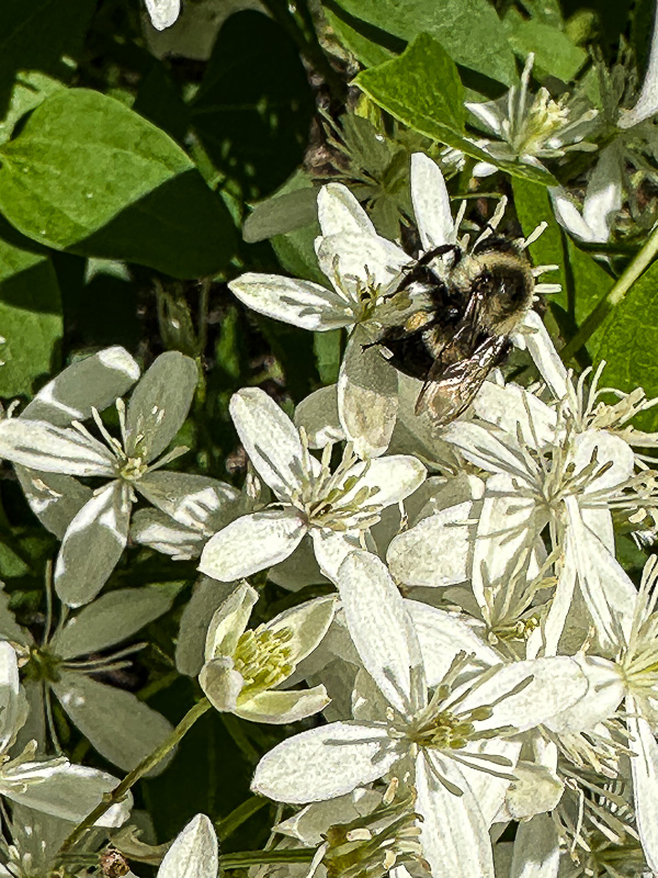 09 04 Bumble bee on Allium i0307