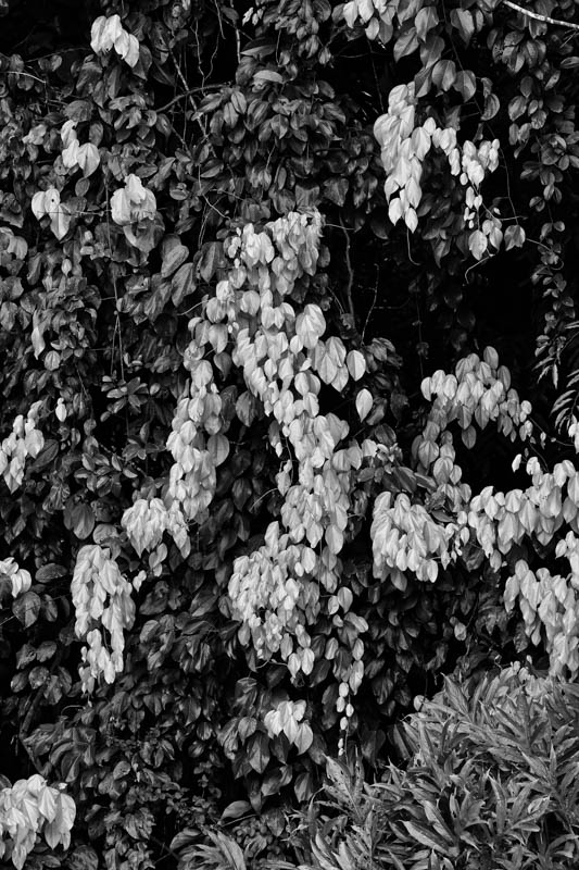 Malaysian Borneo Monochromes