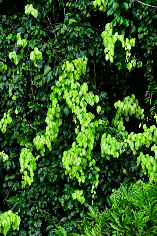 Abai - Abai Jungle Lodge