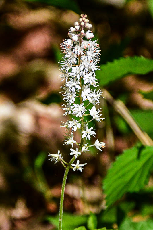 2025 04 13 Foamflower 1286