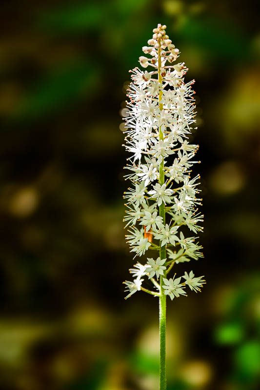 2025 04 13 Foamflower 1295