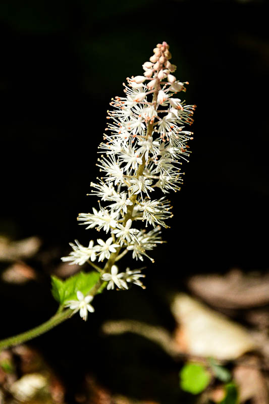 2025 04 13 Foamflower 1189-1