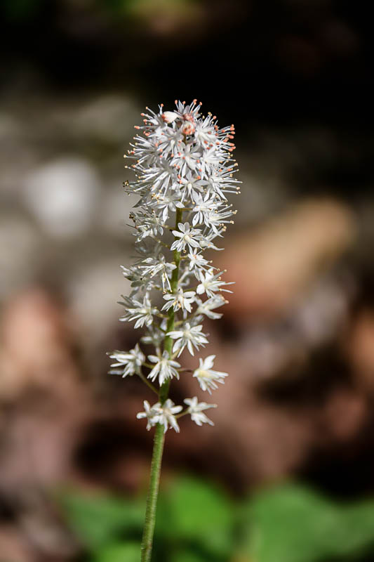 2025 04 13 Foamflower 1203-1