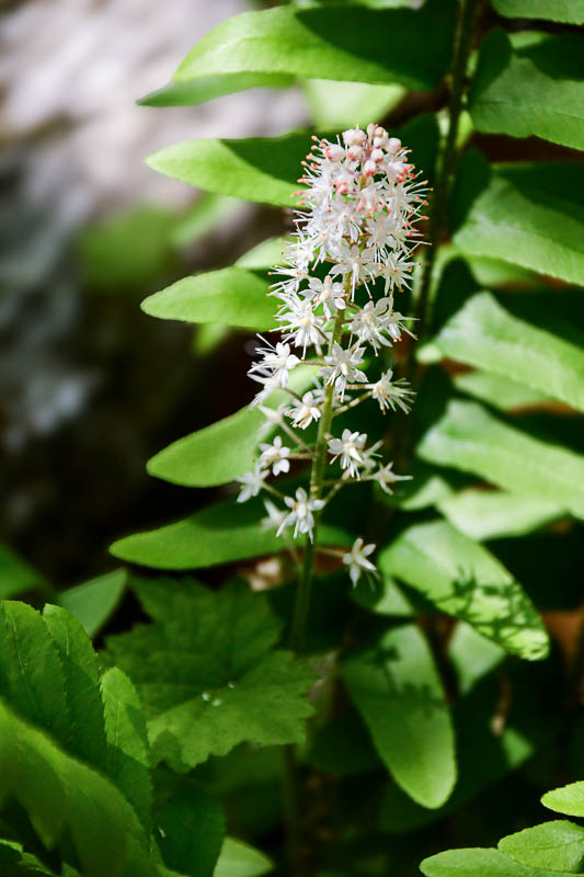 2025 04 13 Foamflower 1224-1