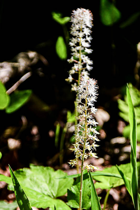Foamflower 1231-1-2