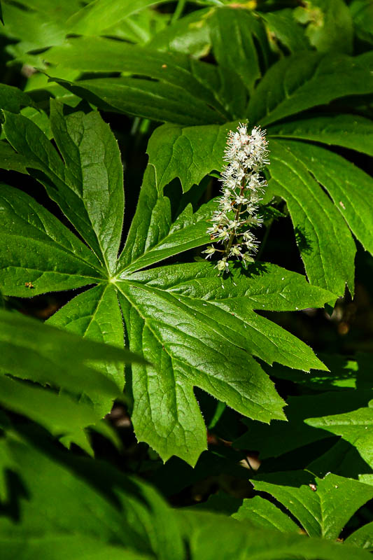 Flowers in the Wild