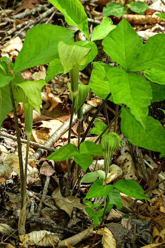 2025 04 13 Jack-in-the-pulpit 1138