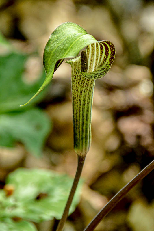 Flowers in the Wild