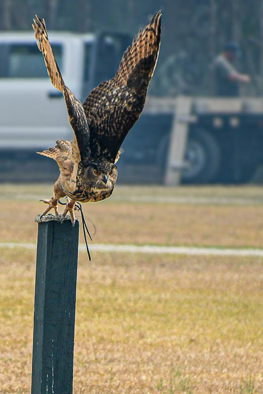 Center for Birds of Prey