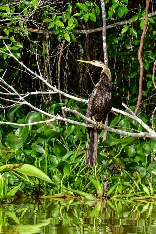 Abai - Abai Jungle Lodge