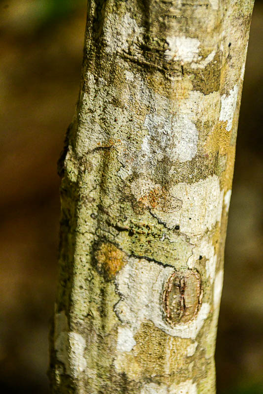 2025 04 13 American hornbeam, Blue beech, Musclewood 1141