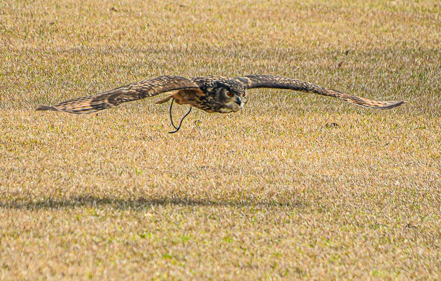 2025 03 13 nnn owl 0780