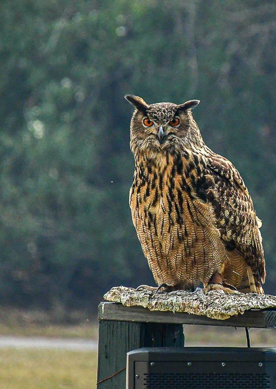 2025 03 13 Eurasian eagle-owl 0782