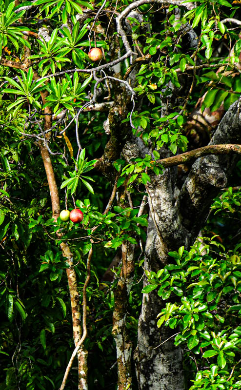 2023 08 26 Kinabatangan River tributary 5165
