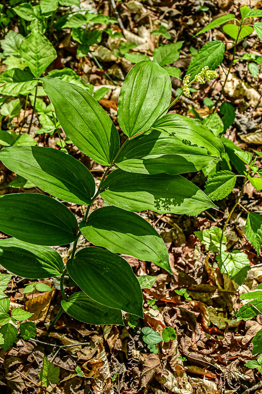 04 13 False Solomon's seal 1249