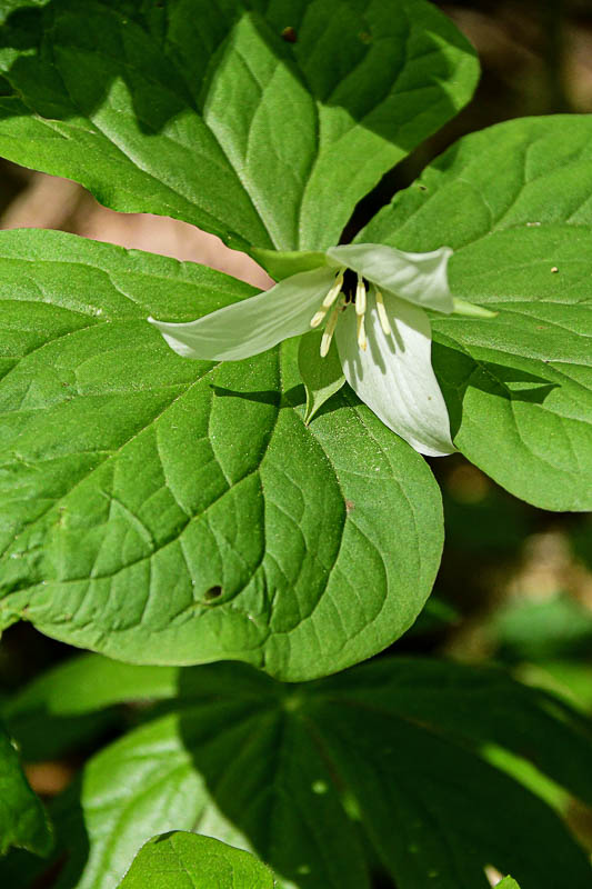 2025 04 13 Possibly Bent trillium 1261