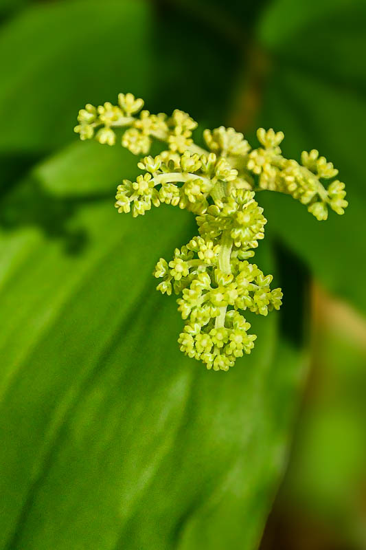 2025 04 13 False Solomon's seal or treacleberry 1266