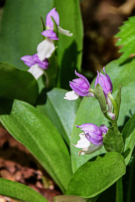 2025 04 13 Showy orchis 1268