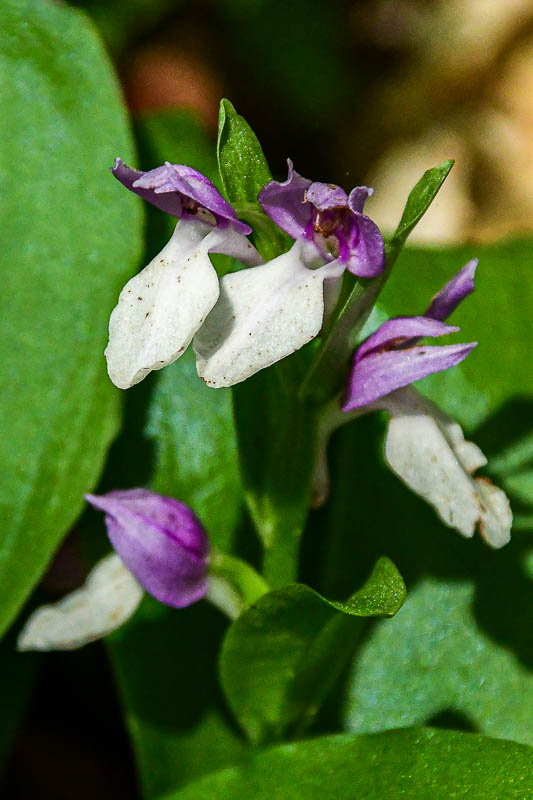 2025 04 13 Showy orchis 1271