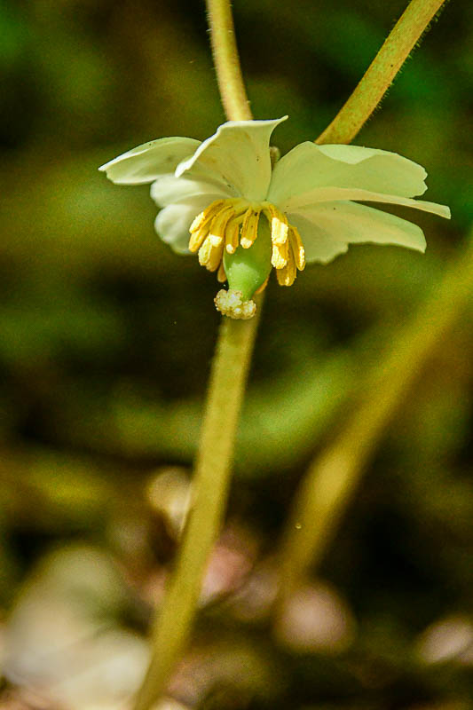 2025 04 13 Mayapple flower 1274