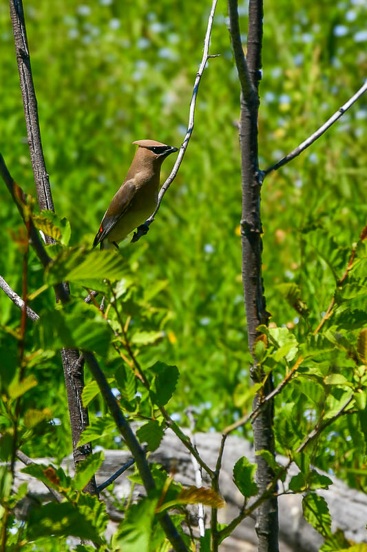 2024 07 19 Cedar waxwing 8037
