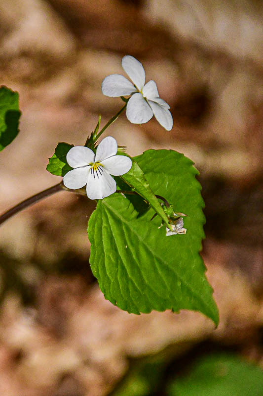 2025 04 13 Canadian white violet 1279