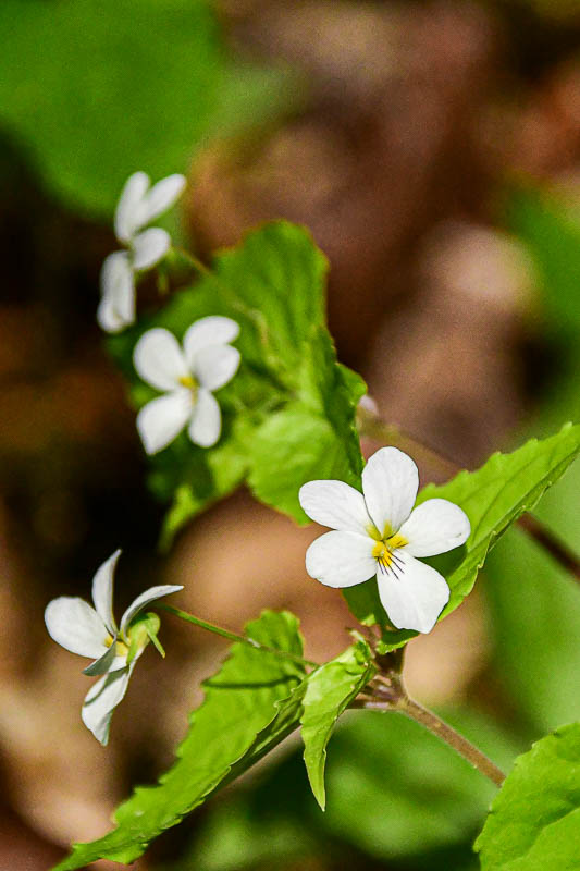 2025 04 13 Canadian white violet 1281