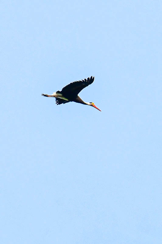 2023 08 26 Lesser Adjuvant stork over the Kinabatangan River 5260-1