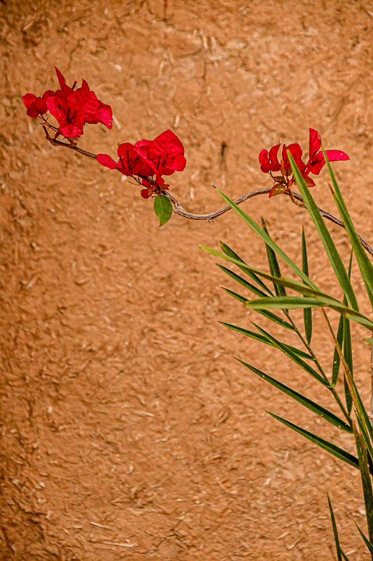 04 03 Riad Madu Moroc-4605