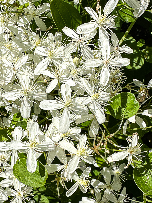 Flowers in the Wild