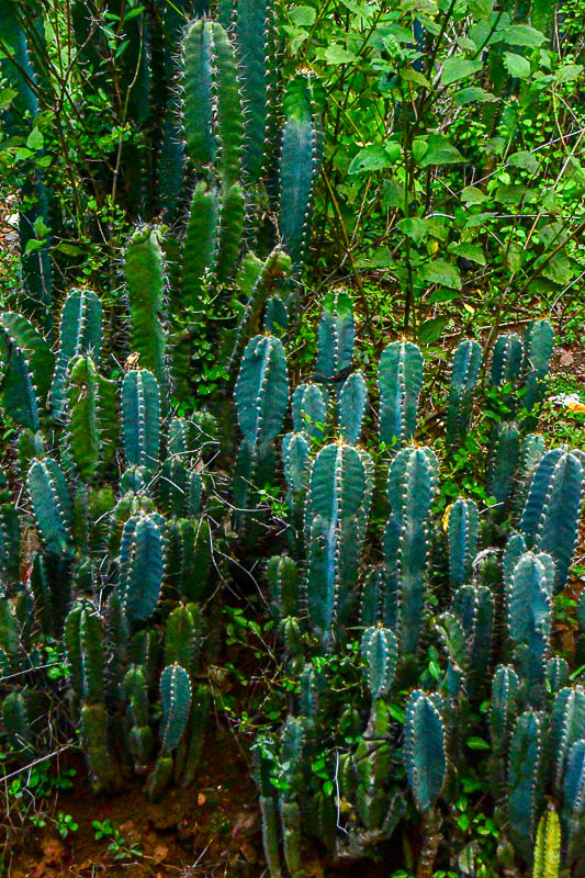 Flowers in the Wild