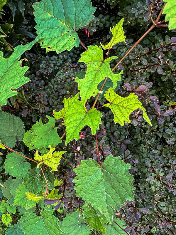 09 04 Leaf mining bee cutouts on grape leaves i0432