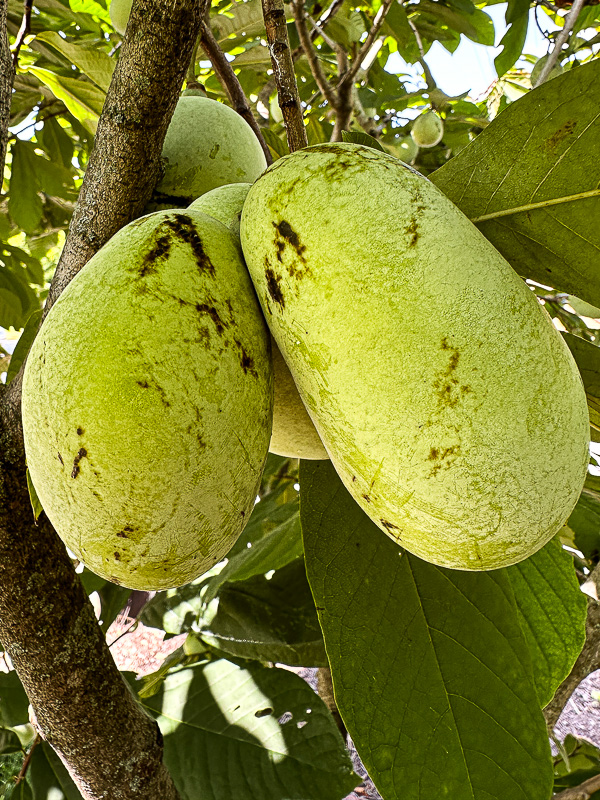 09 04 PawPaws i0439