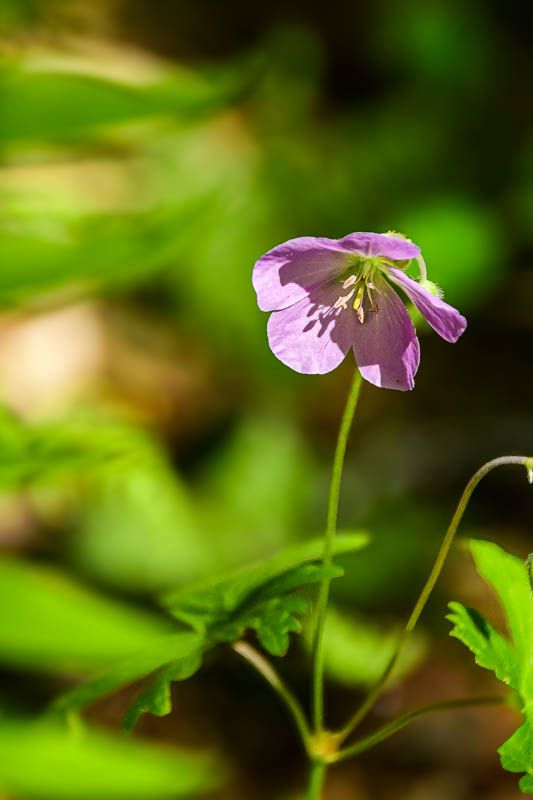 Flowers in the Wild