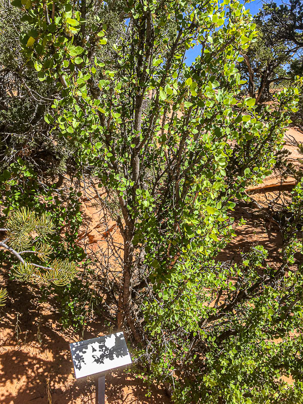 To Mesa Arch