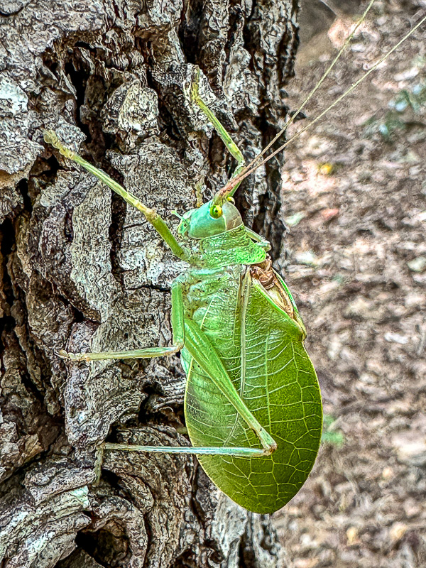 Grasshoppers and crickets - The Orthoptera