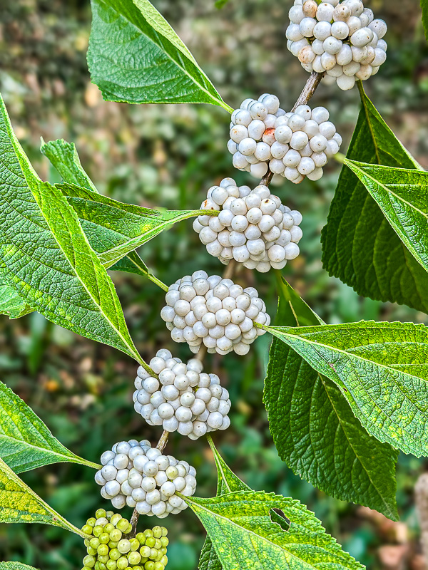 2025 09 21 White-berried variety of American beautiy berry i6594