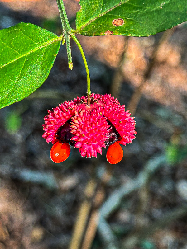 2025 09 21 American strawberry bush i6585