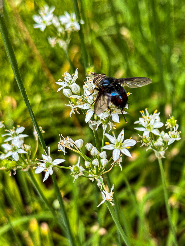 2025 09 04 Tachinid fly on alium i6327