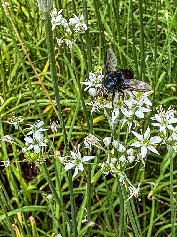 2025 09 04 Tachinid fly on alium i6328