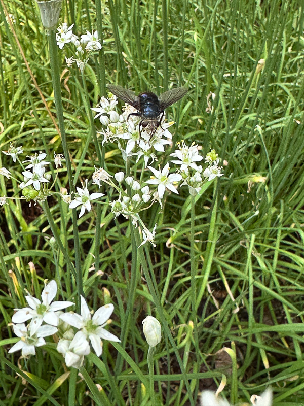 2025 09 04 Tachinid fly on alium i6329