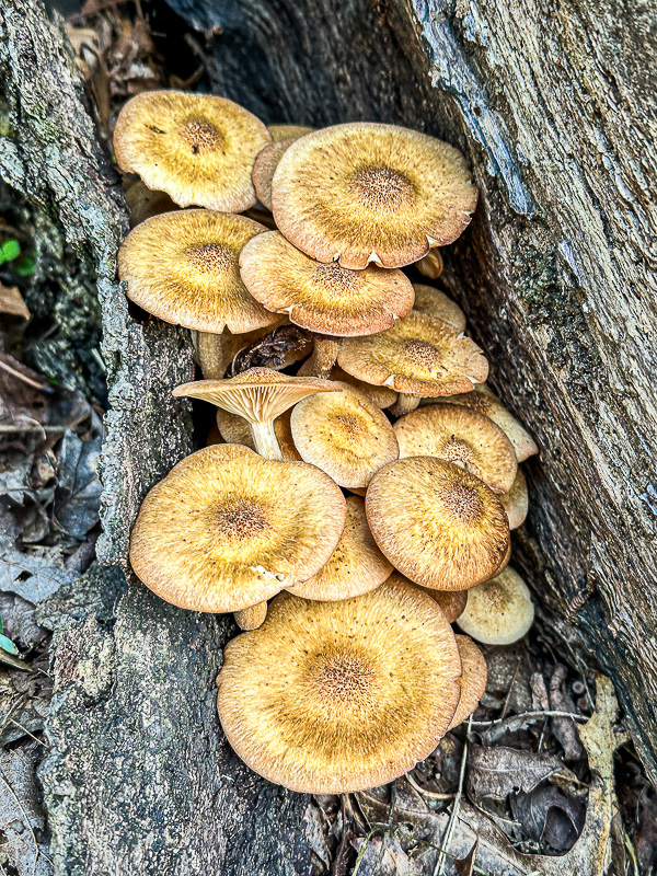 2025 08 31 Desarmillaria (=Armillaria) - Ringless honey mushroom i6148